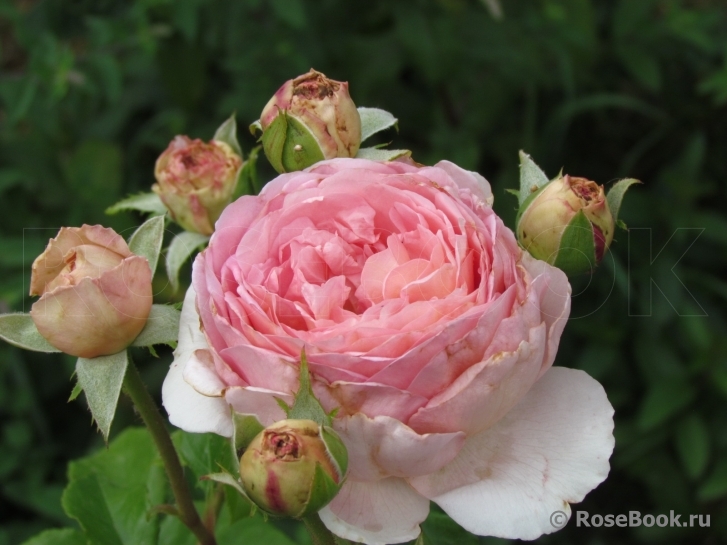 Abraham Darby