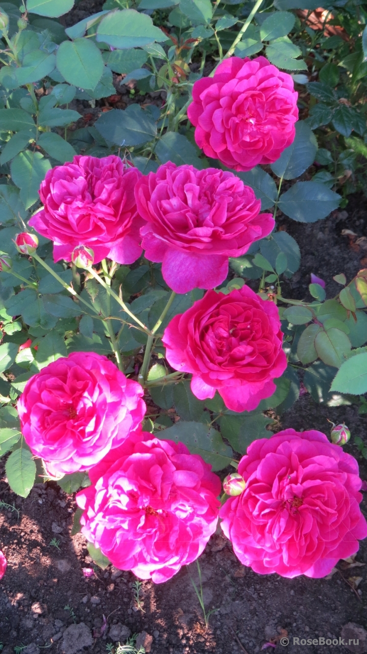 Darcey Bussell 