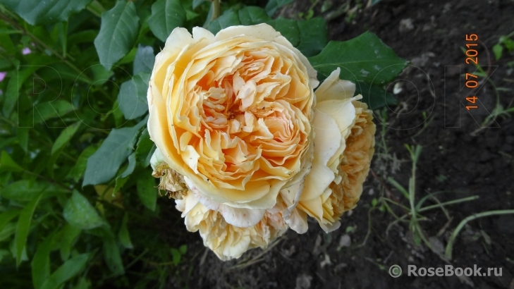 Crown Princess Margareta®