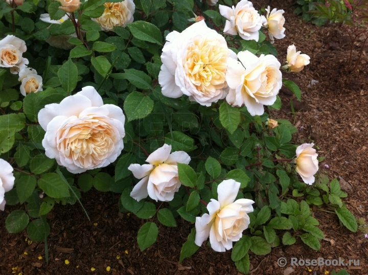 Crocus Rose® 