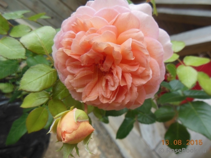 Abraham Darby