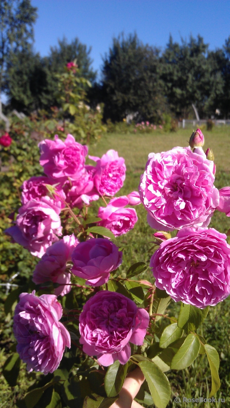 Harlow Carr 