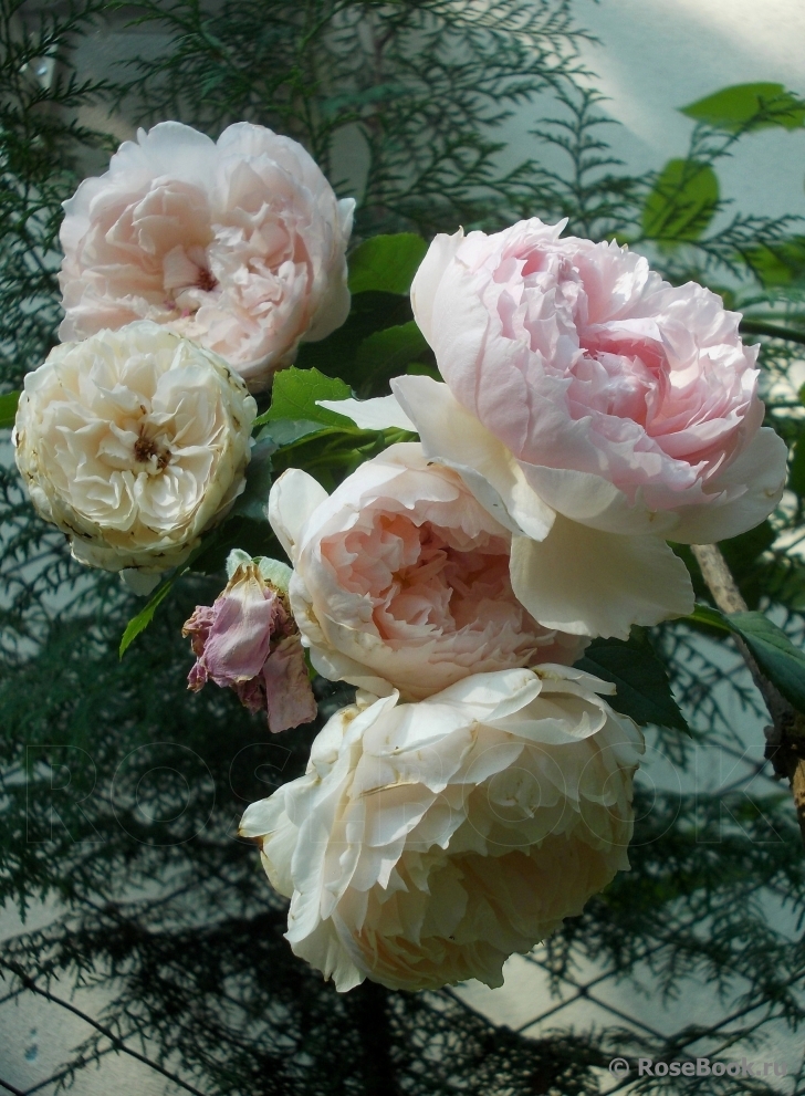 The Wedgwood Rose