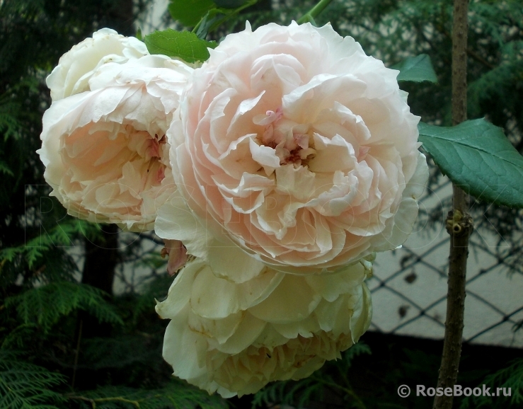 The Wedgwood Rose