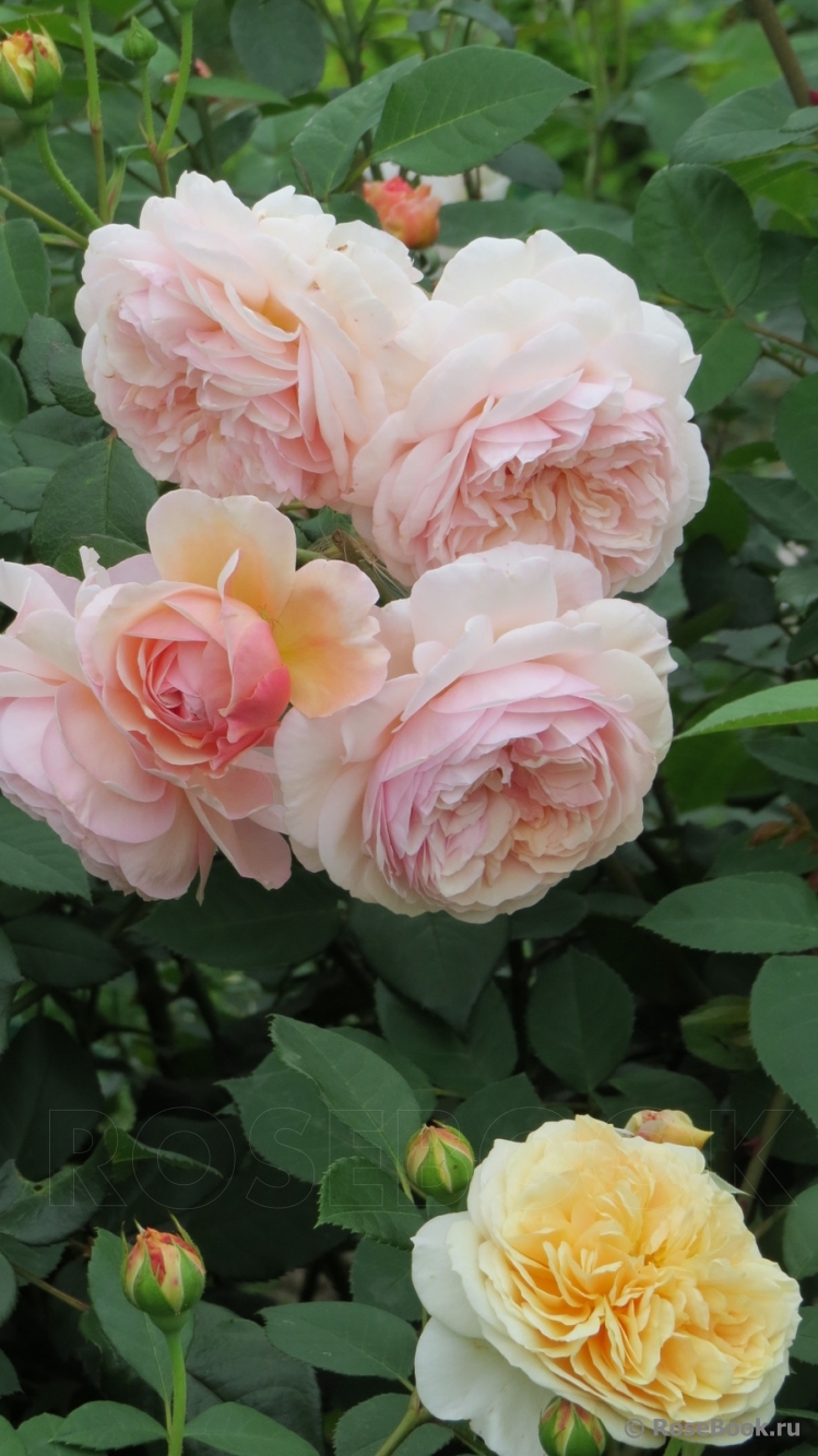 A Shropshire Lad