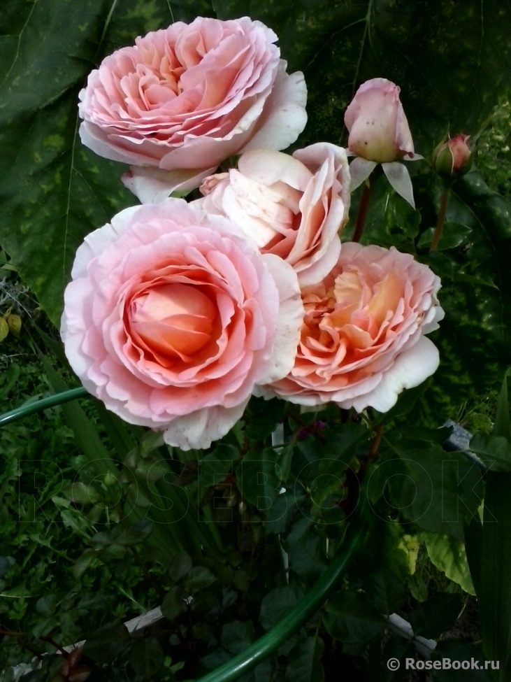 Abraham Darby