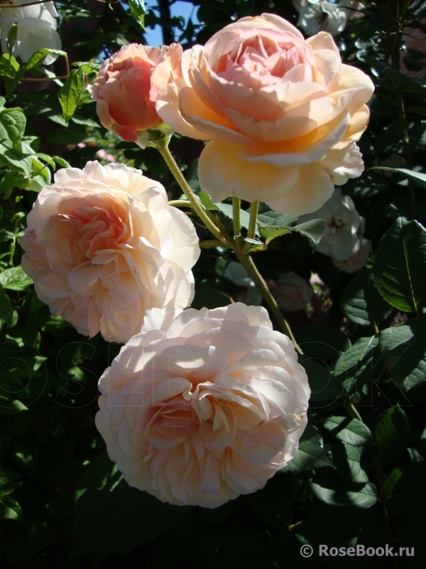 A Shropshire Lad