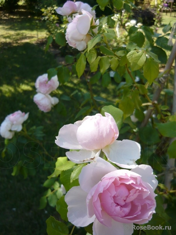 The Wedgwood Rose