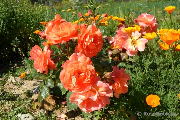 Gardeners Joy