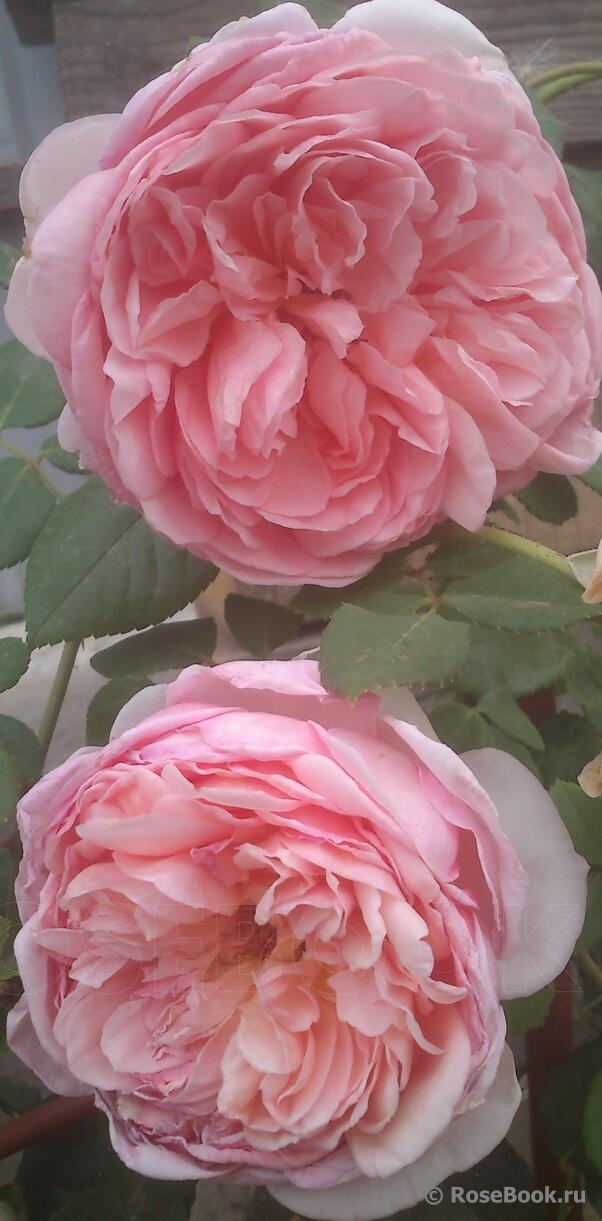 Abraham Darby