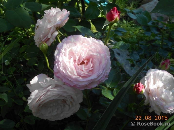 Kordes' Rosenfaszination ®