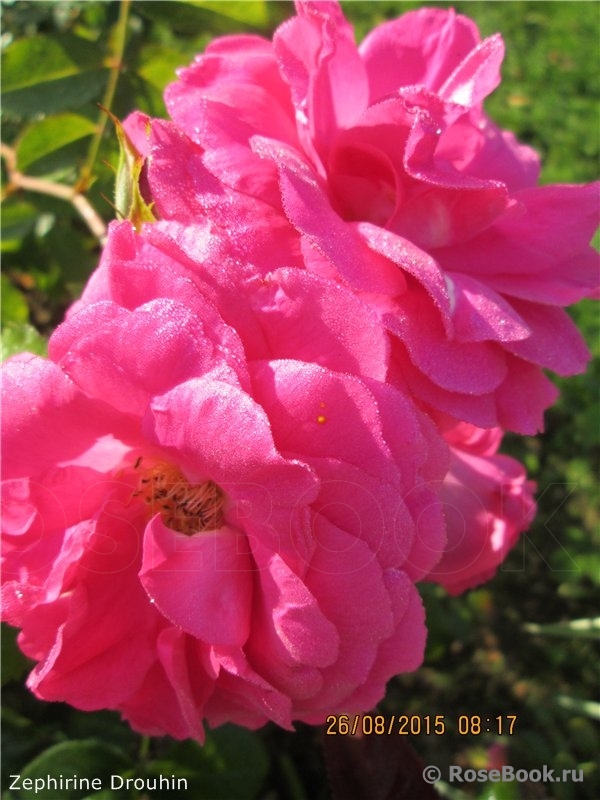 Zephirine Drouhin