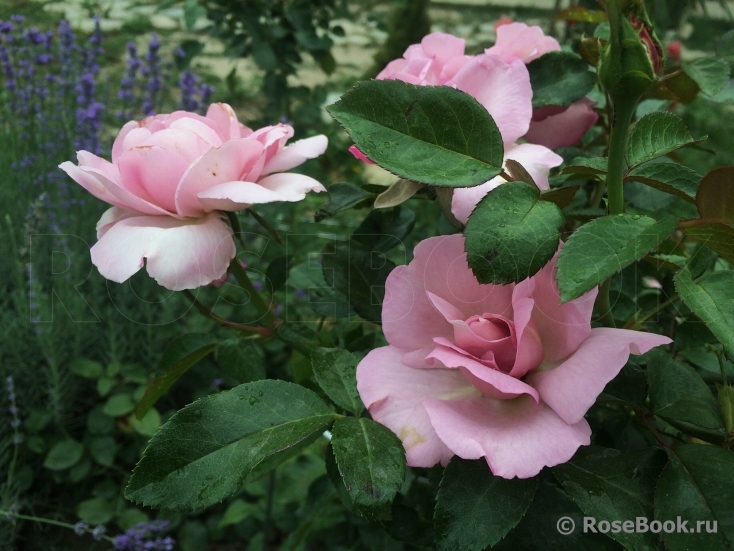 La Rose du Petit Prince