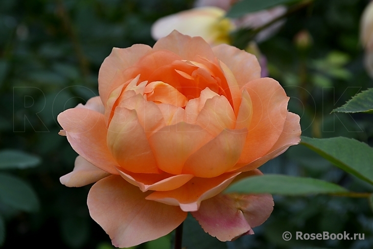 Lady of Shalott 