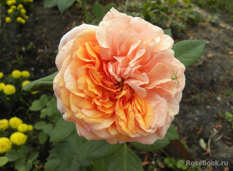 Crown Princess Margareta®