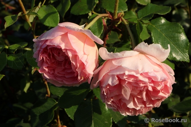 Abraham Darby