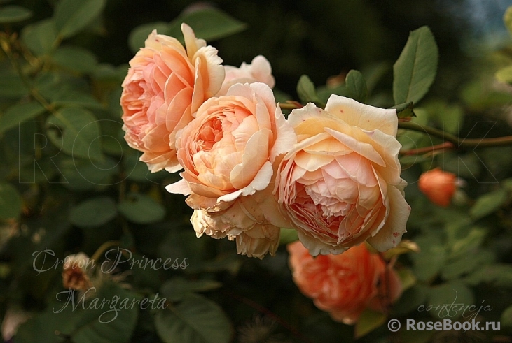 Crown Princess Margareta®