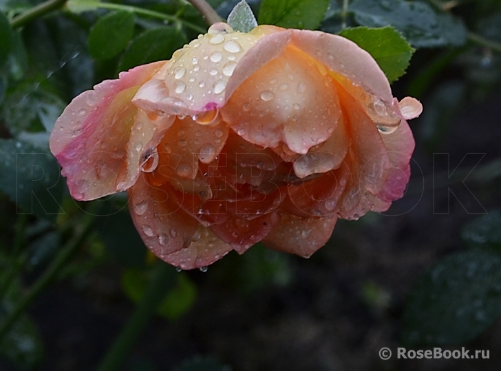 Lady of Shalott 