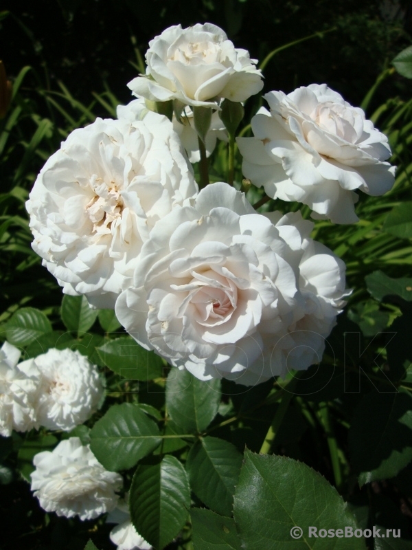 Great North Eastern Rose 