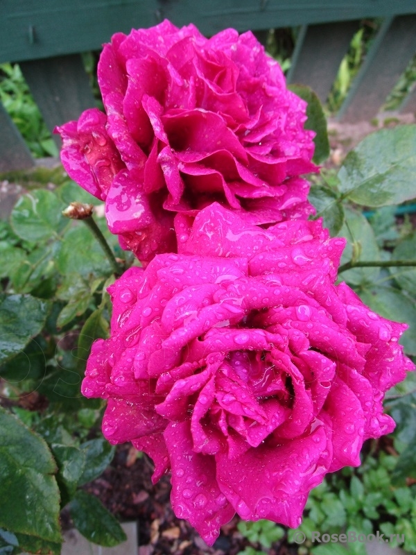 Johann Wolfgang von Goethe Rose®