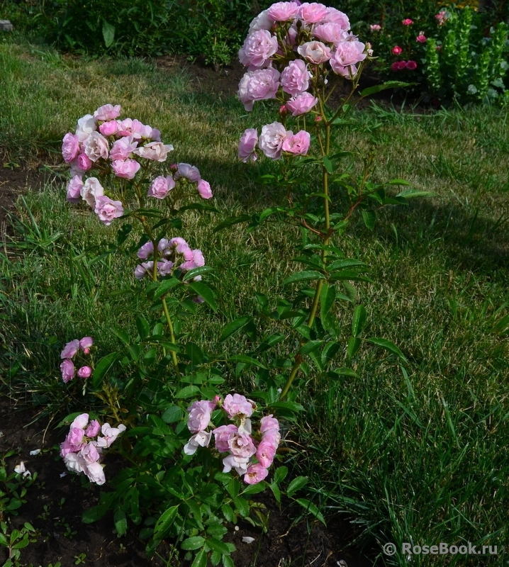 Heavenly Pink