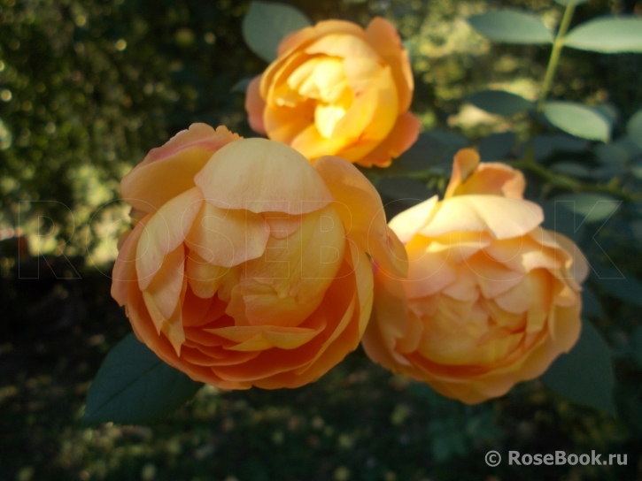 Lady of Shalott 