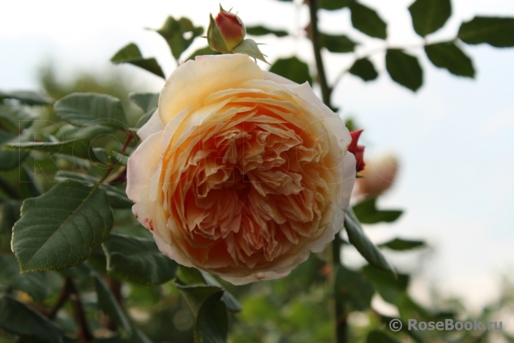 Crown Princess Margareta®