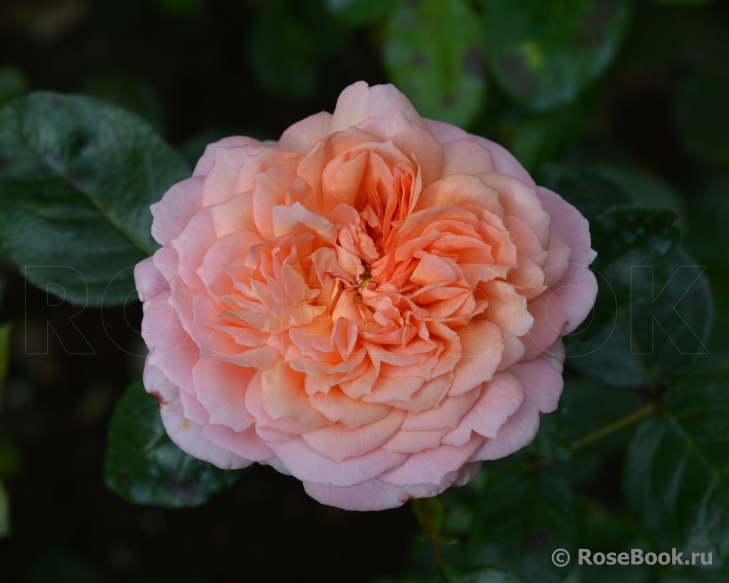 Rose de Cornouaille ®