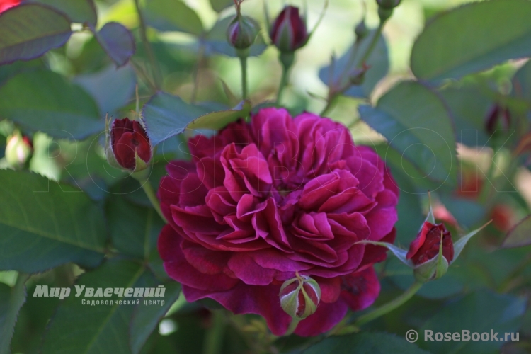 Darcey Bussell 