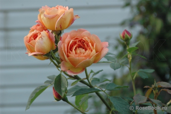 Lady of Shalott 