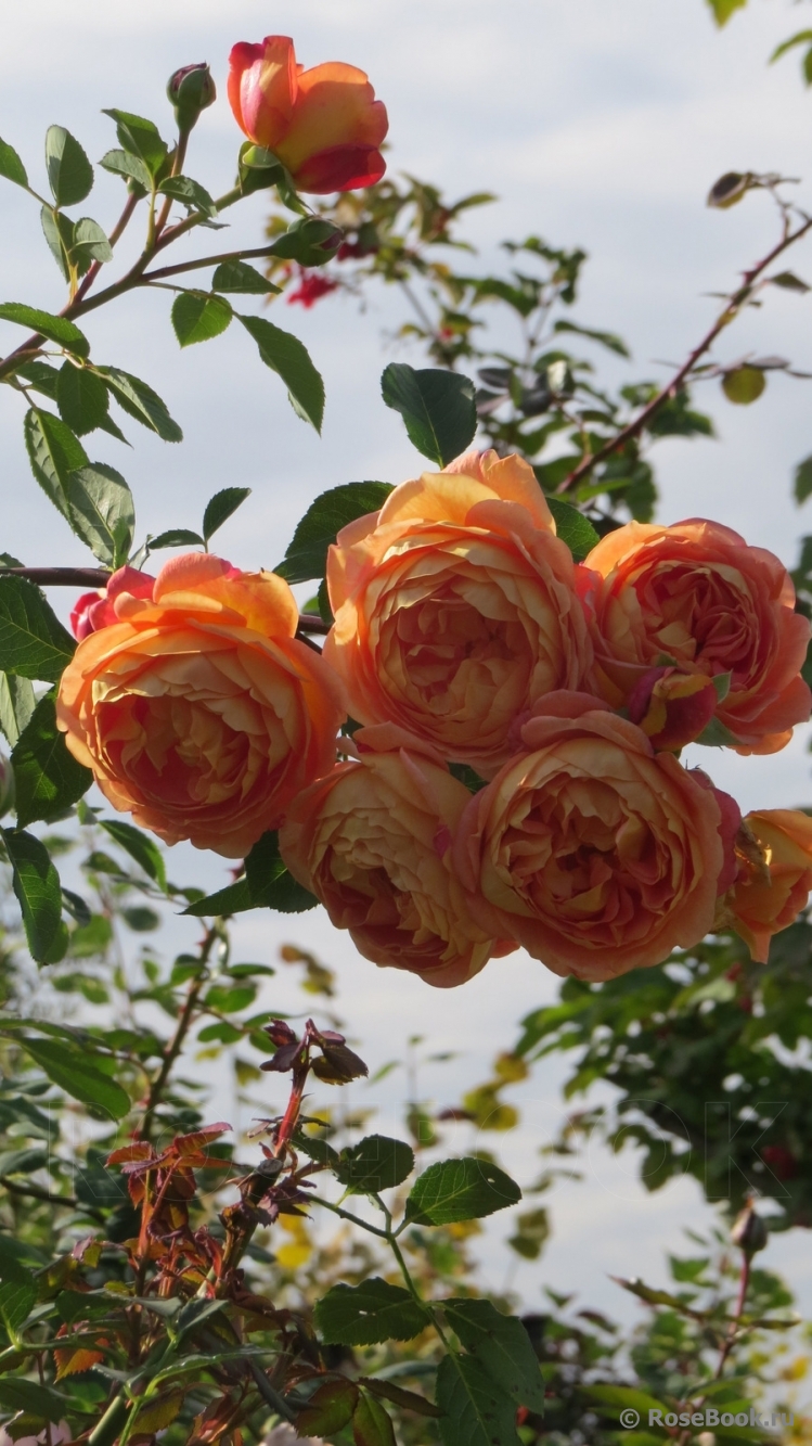 Lady of Shalott 