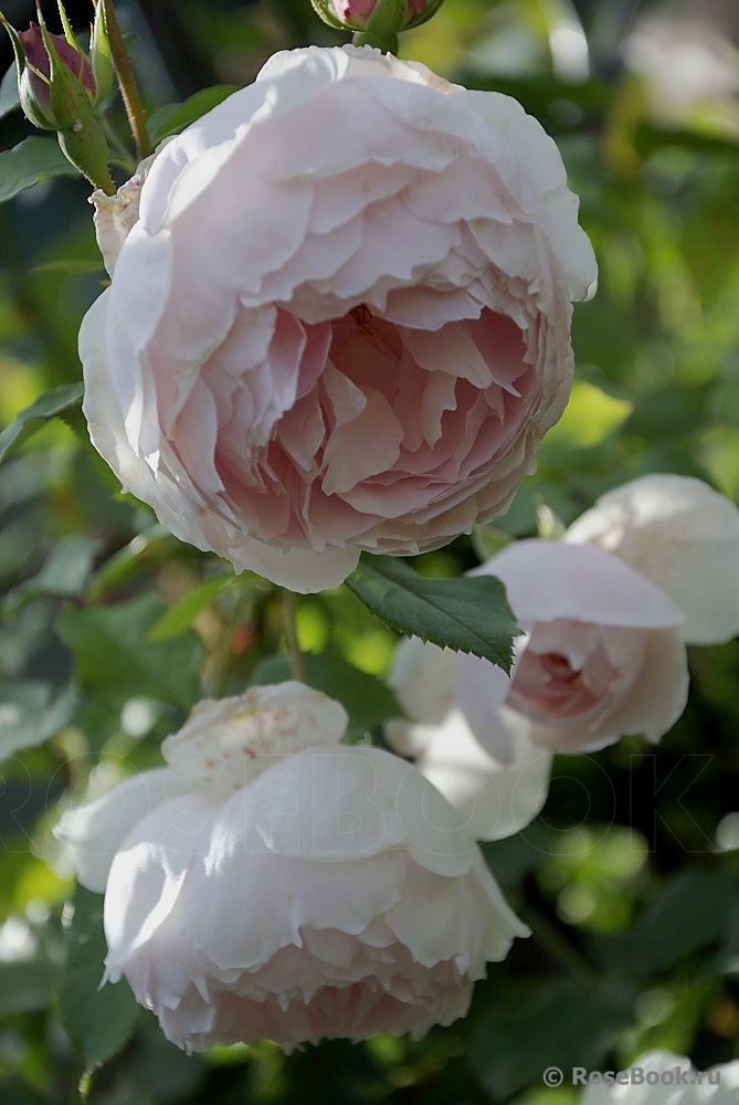 The Wedgwood Rose