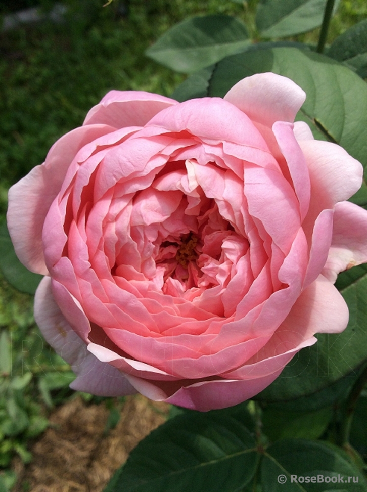 The Alnwick Rose