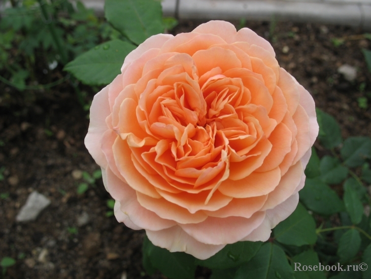 Crown Princess Margareta®