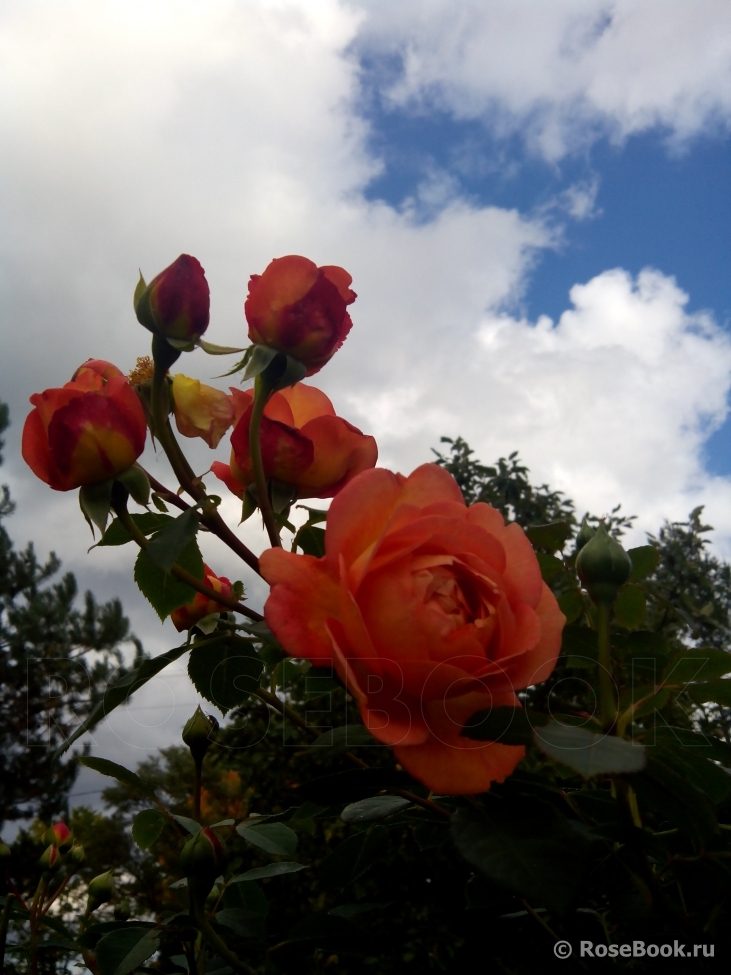 Lady of Shalott 