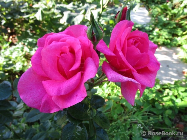 Feller & Feller Rose ®