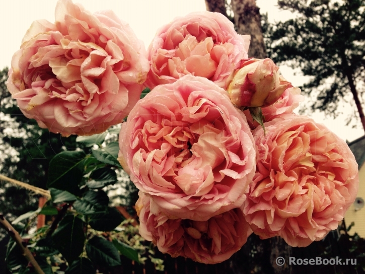 Abraham Darby