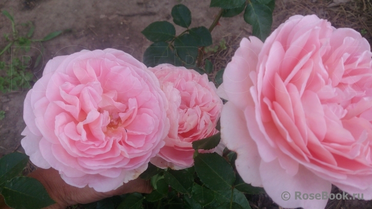 Abraham Darby