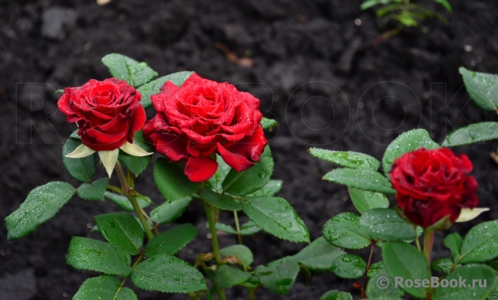 Hommage a Barbara