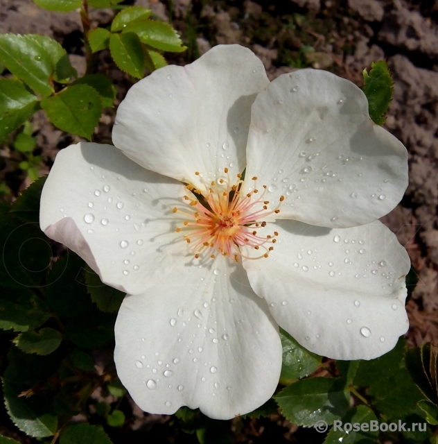 Jacqueline du Pre 