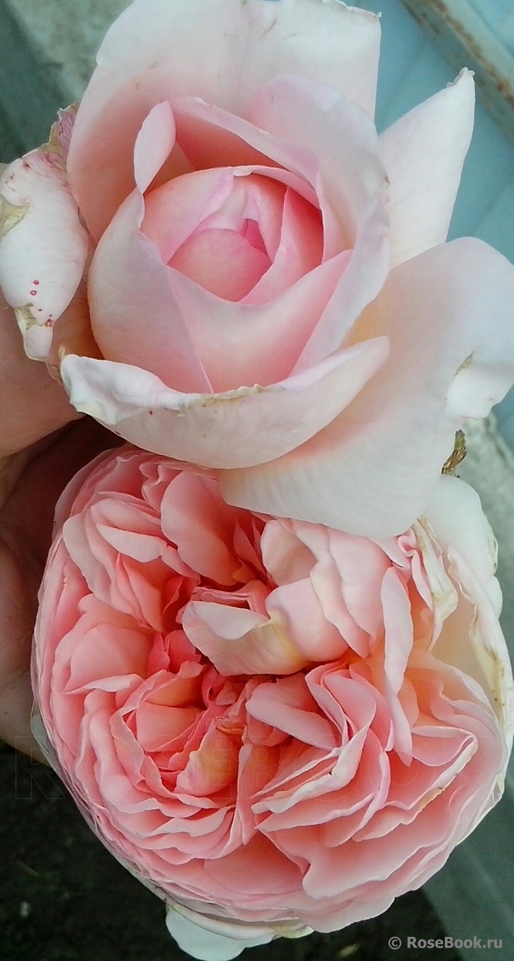 Abraham Darby