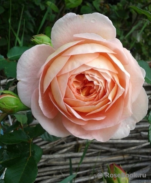 Abraham Darby