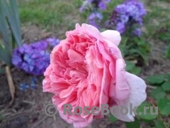 Abraham Darby