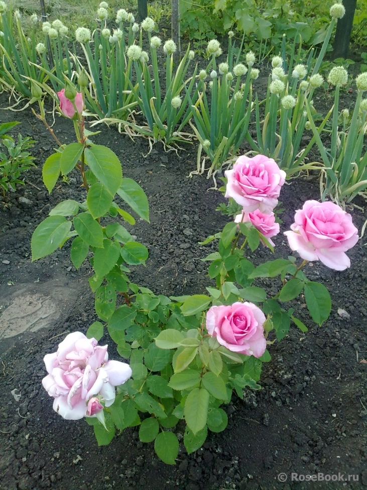 Jardins de Villandry