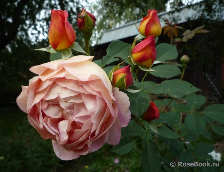 Lady of Shalott 