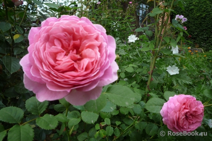 Princess Alexandra of Kent 