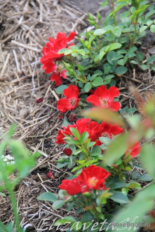 Bienenweide Rot