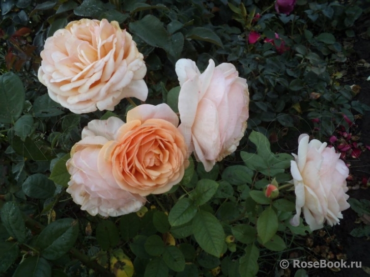 Abraham Darby