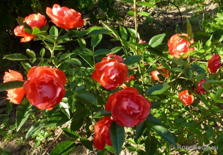 Orange Morsdag Cl.