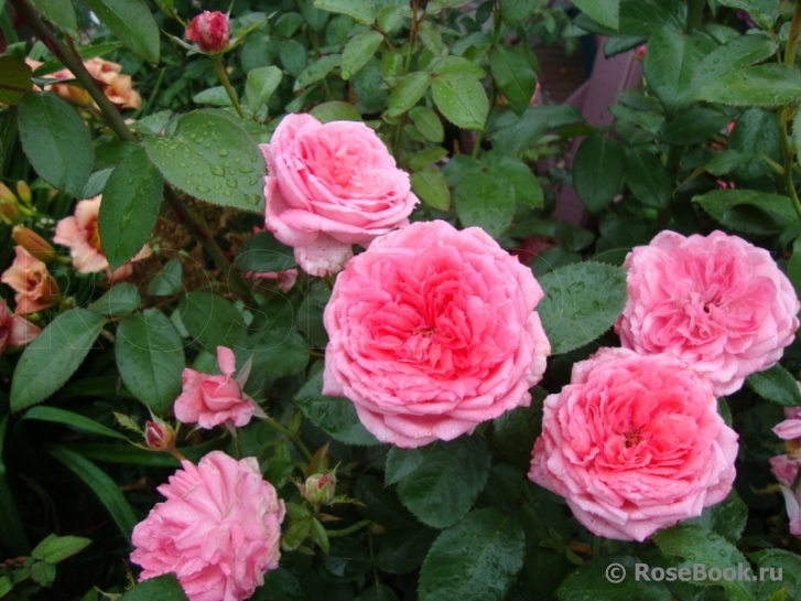 La Rose de Molinard ®